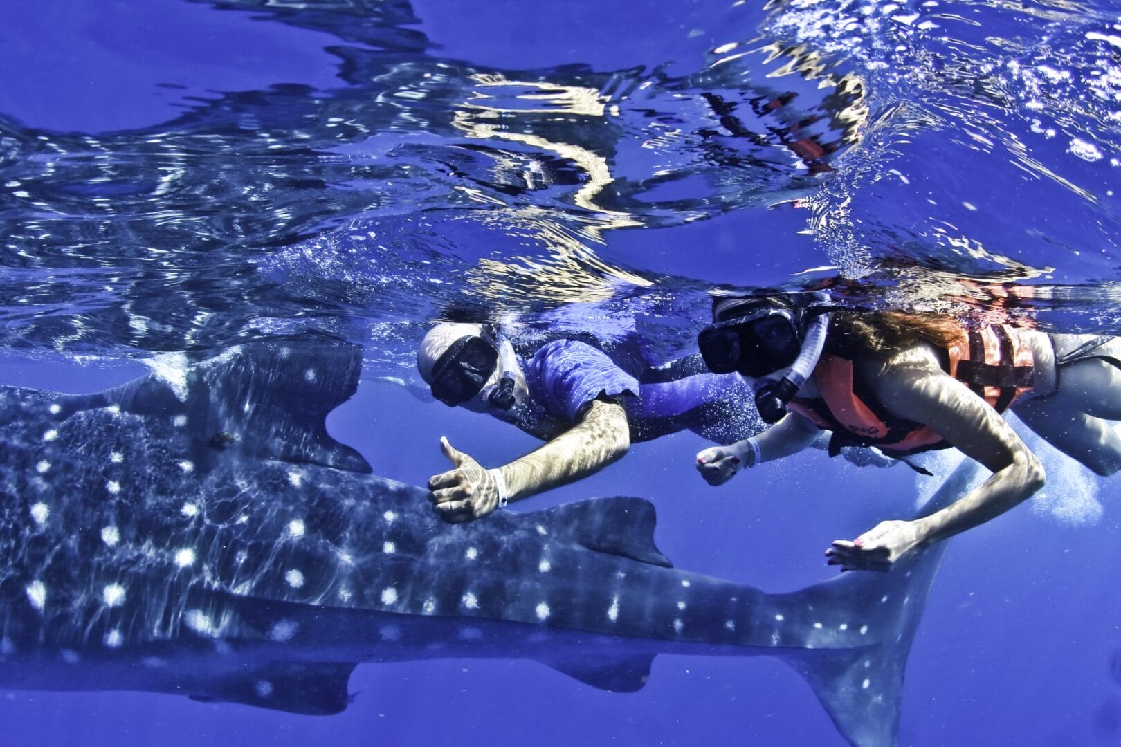 Whale shark swimming in the Caribbean near Cancun