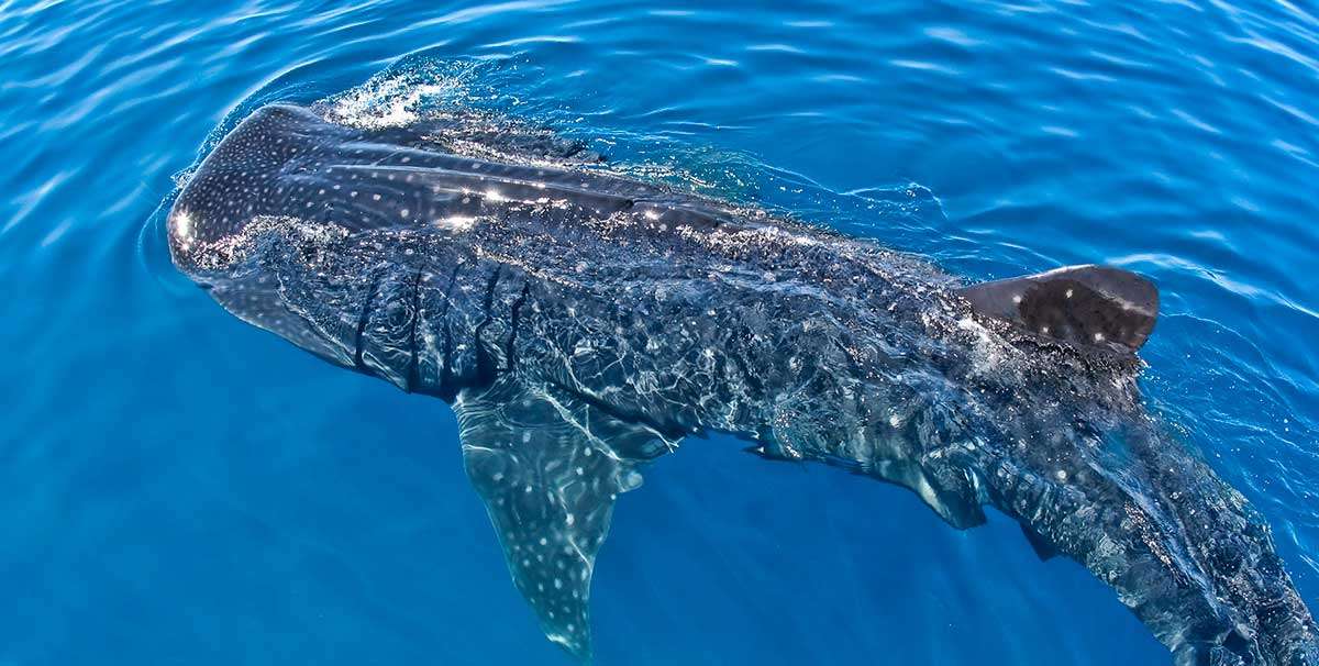Snorkeler face-to-face with a whale shark