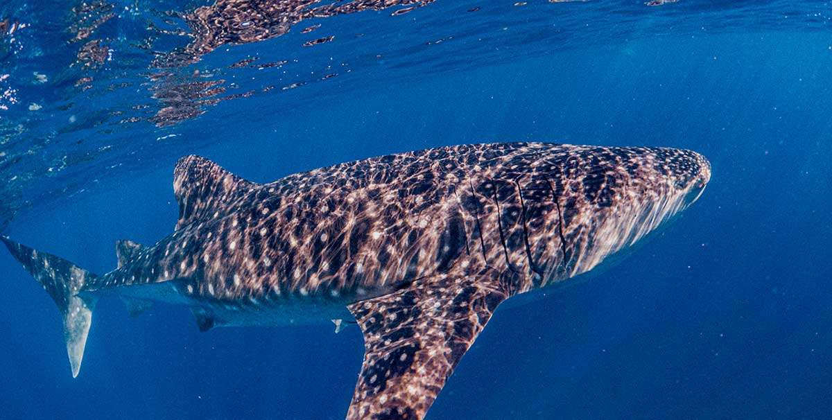 Whale shark seen from above in turquoise water