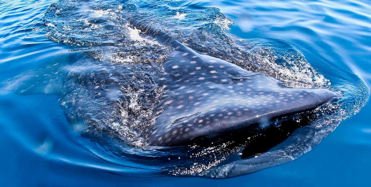 Underwater shot swimming alongside a whale shark