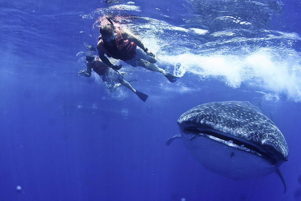 Whale shark tail and snorkeler