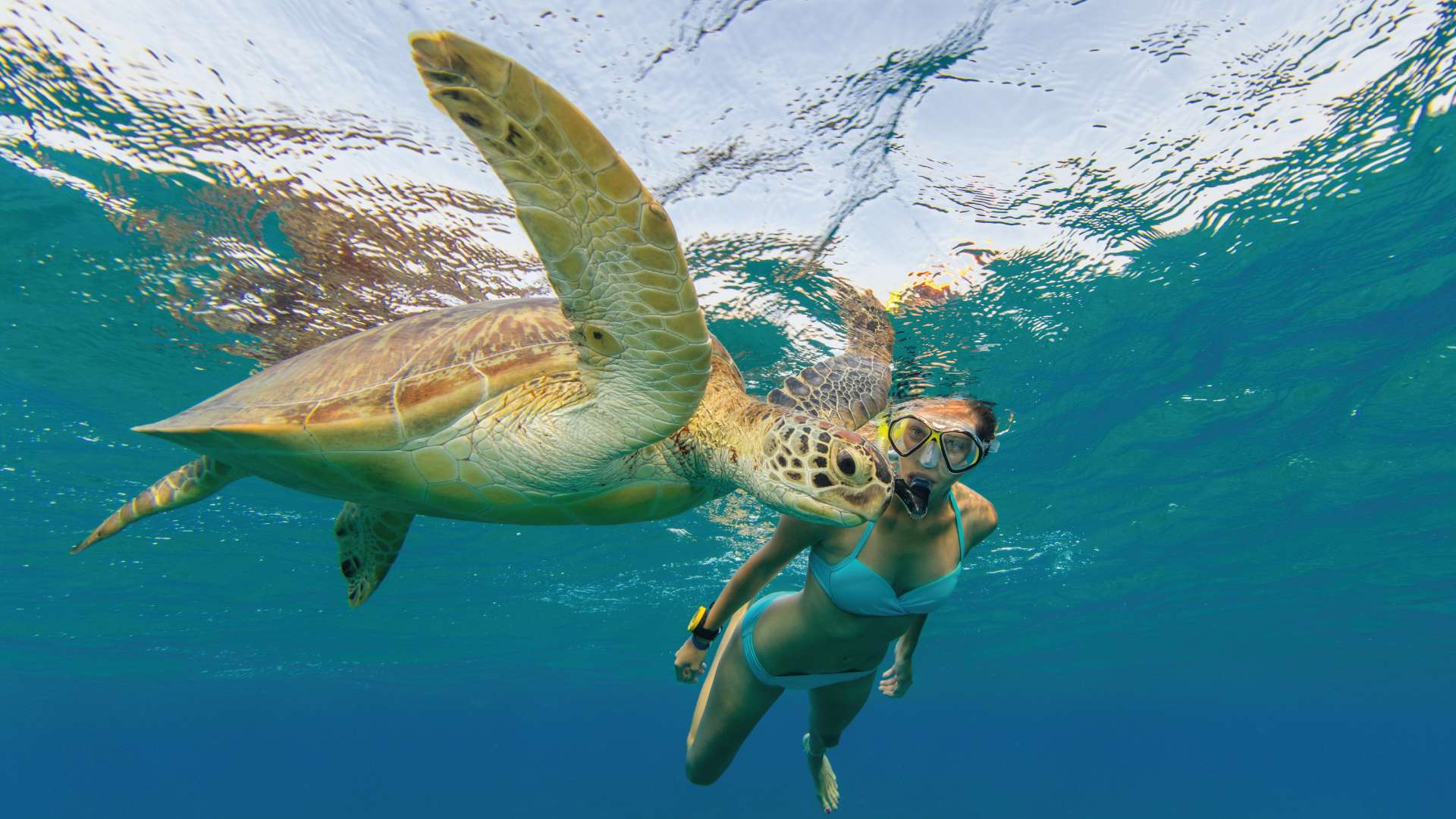 Tulum Ruins & Turtle Encounter